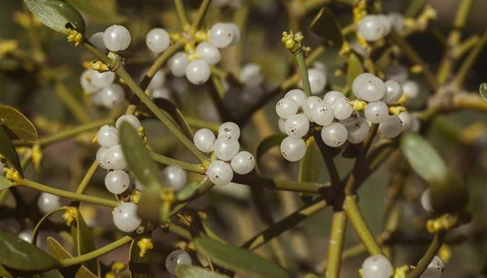 Ökse otu kullananların yorumları