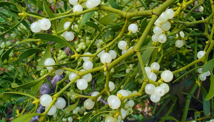 okse-otu-kullananlarin-yorumlari